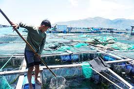 Total seafood output of Khanh Hoa in January reaches over 8,180 tonnes