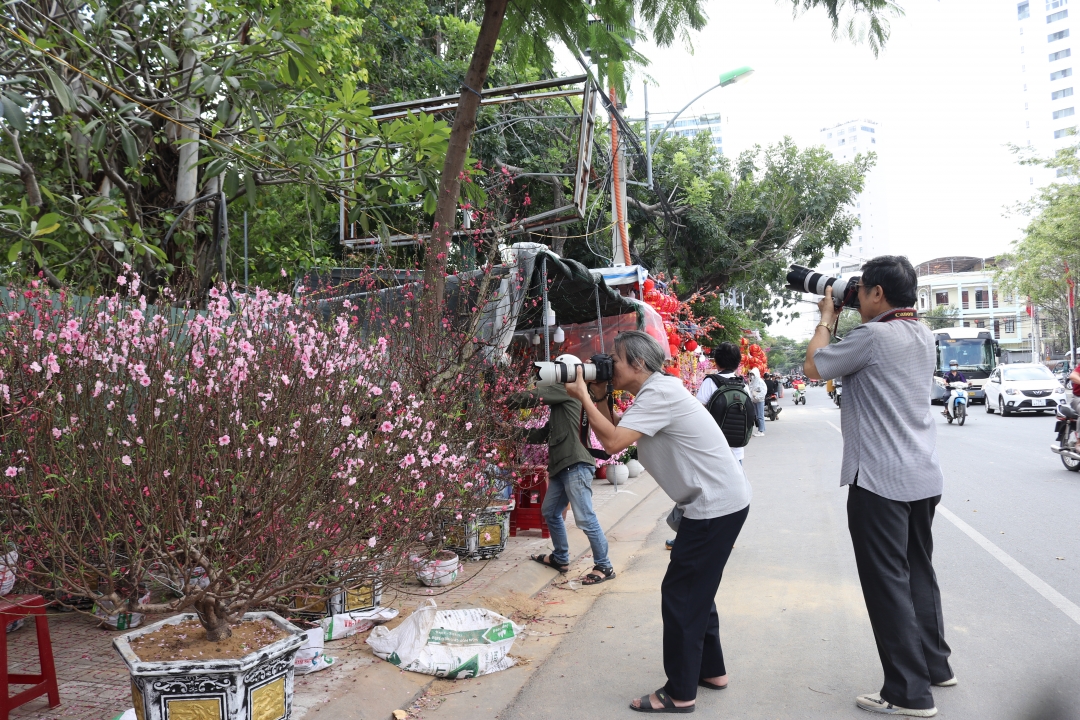 Colorful Tet flowers displayed for sale on streets in Nha Trang City