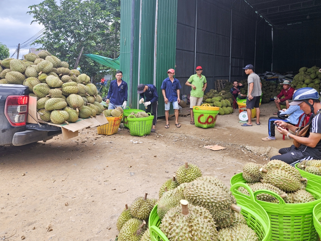 Khanh Hoa Province's agriculture makes steady progress
