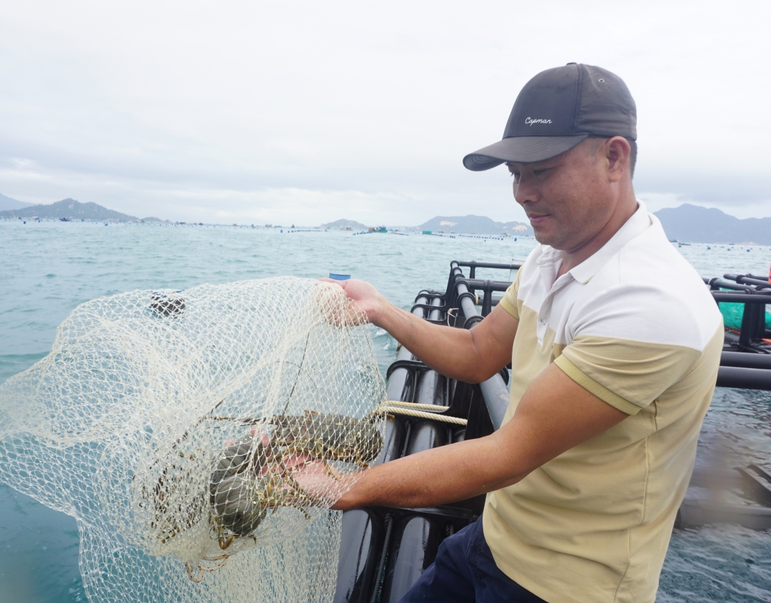 Lobster demand increases again