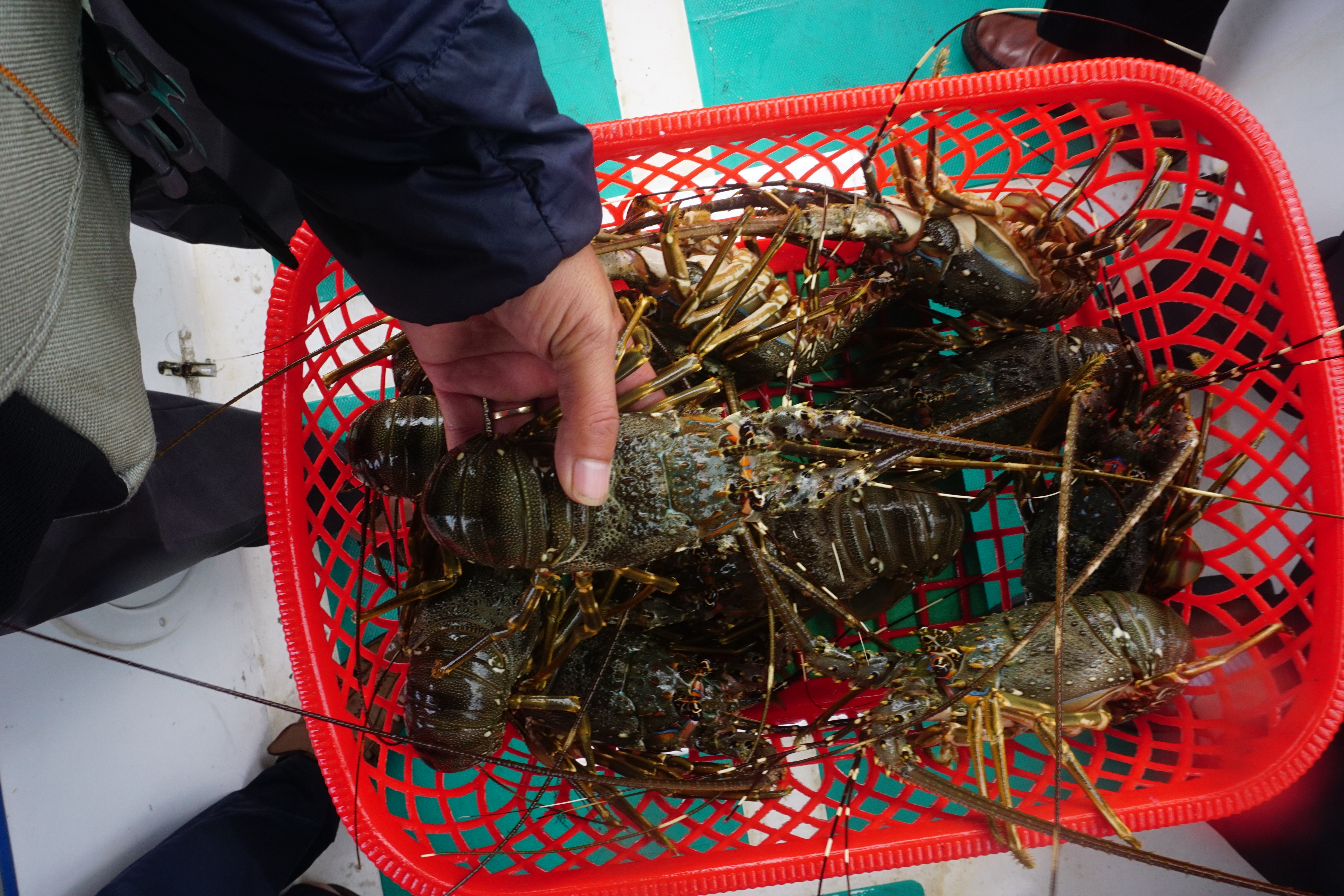 Total seafood output increases by 3.49%
