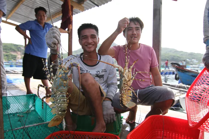 Lobster Festival to be held in Cam Ranh