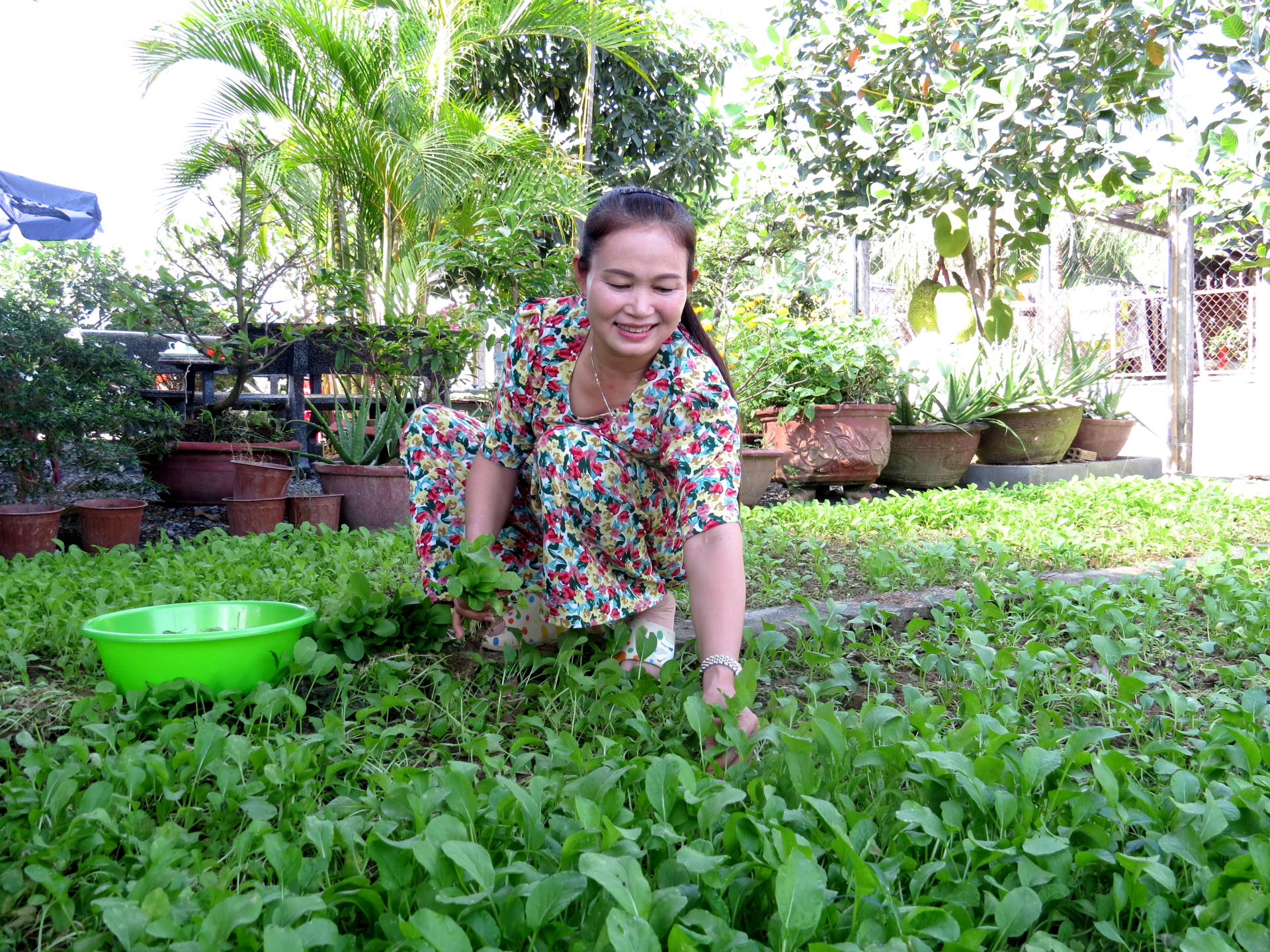 Developing home vegetable gardens