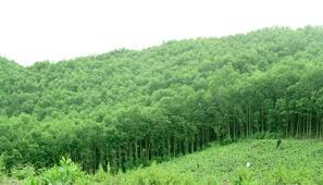 Khanh Hoa’s forest covering rate reaches 45.58%