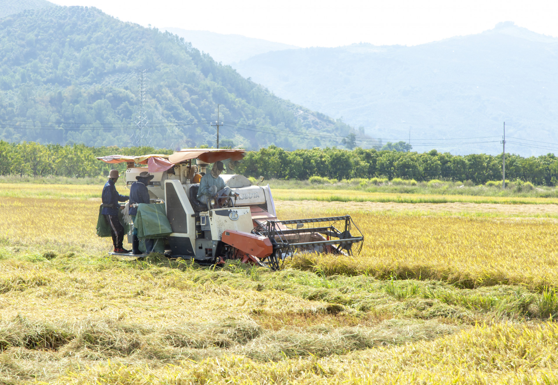 Farmers full of joy with winter-spring rice crop