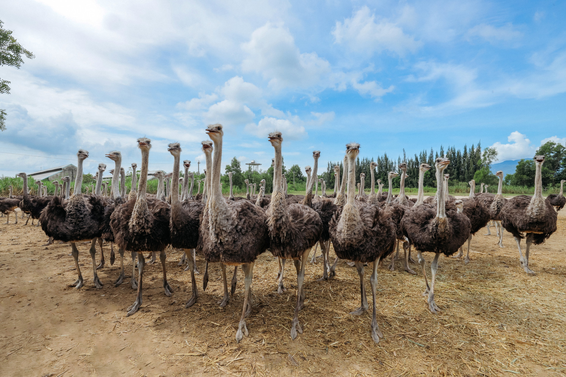 Khatoco Ninh Hoa Ostrich Breeding Center, largest one in the country