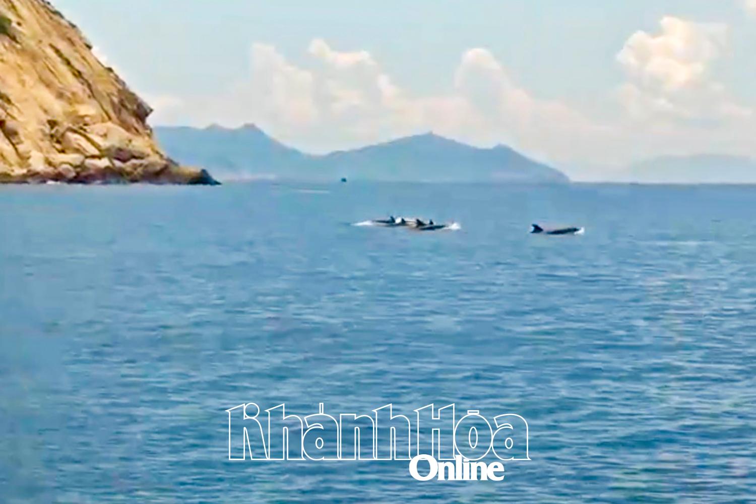 Dolphin pod spotted off Nha Trang coast