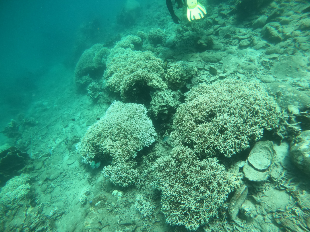 Proposing installation of zoning buoys for coral protection