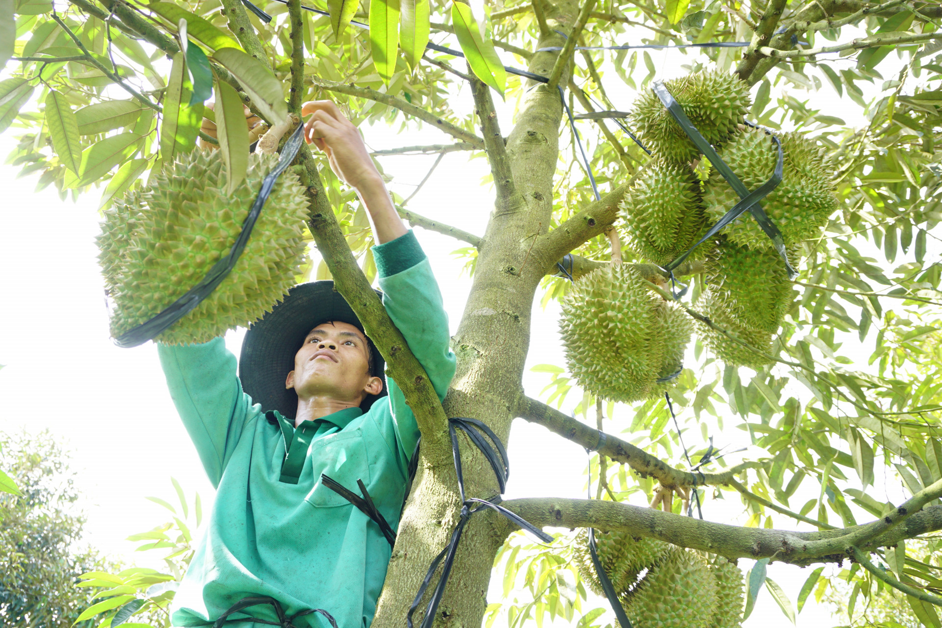 Khanh Son: Increasing value of agricultural products