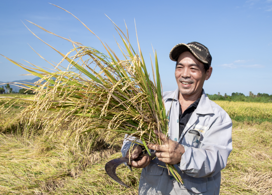Khanh Hoa: Bumper crop of summer-autumn rice