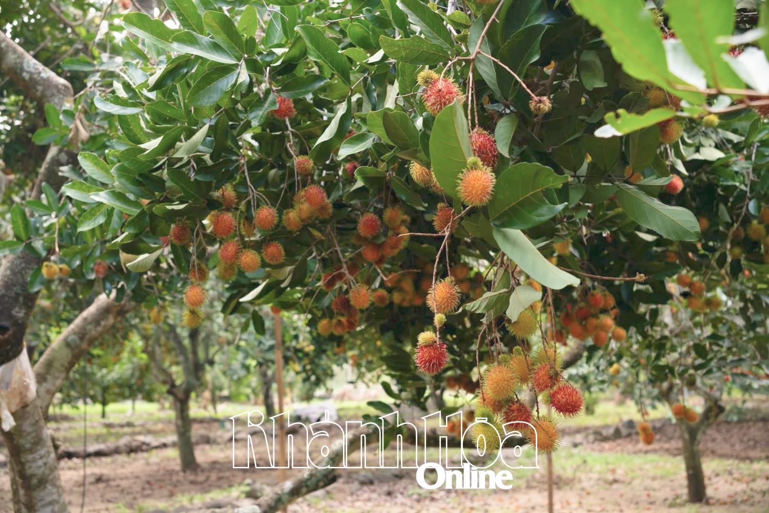 Fruit Festival to kick off in Son Lam