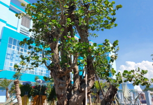 Ancient seagrape tree thriving at Yersin Nha Trang General Hospital