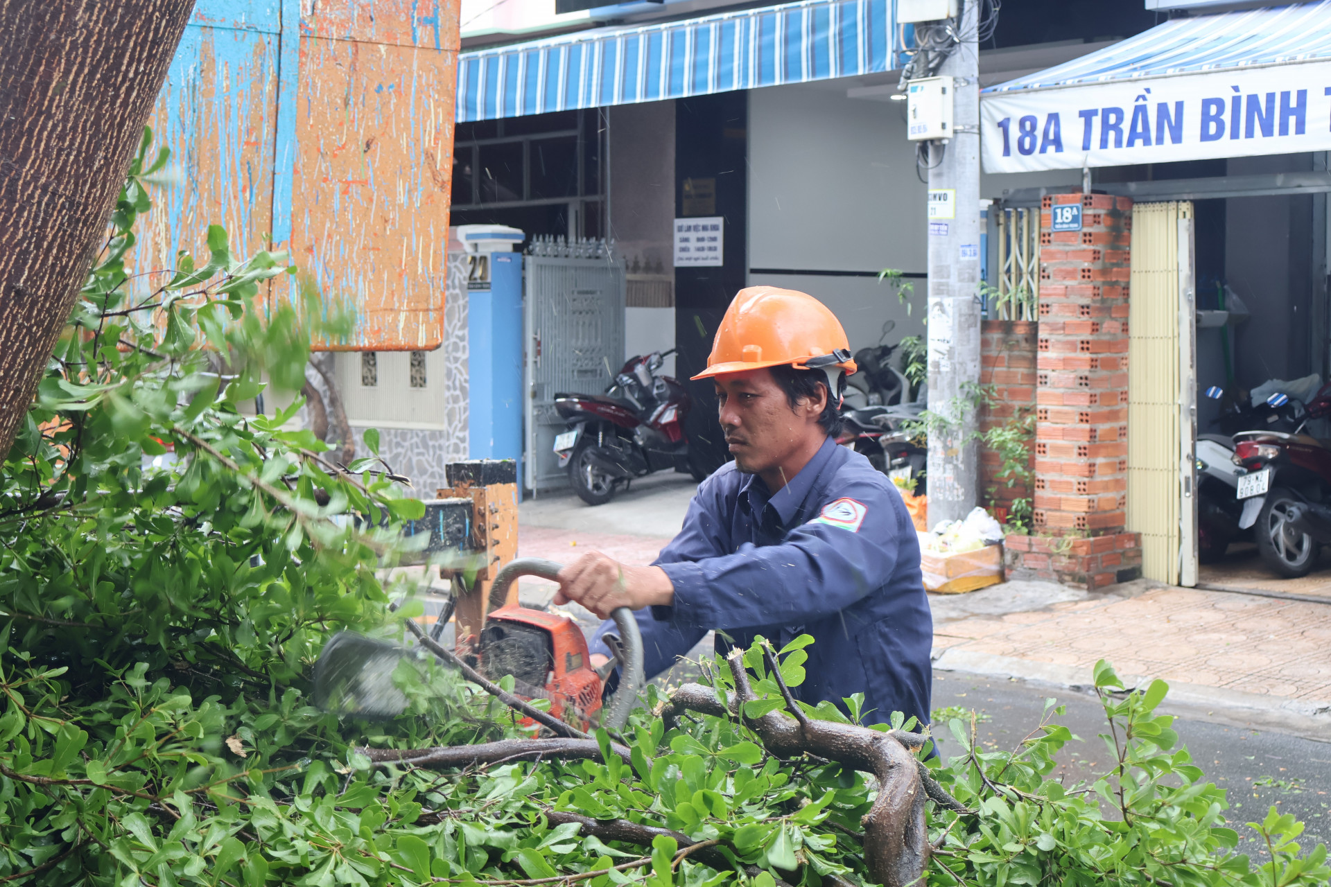 Pruning improving tree health and safety ahead of rainy season