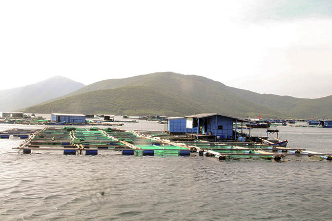 Khanh Hoa Province has 74,330 lobster cages