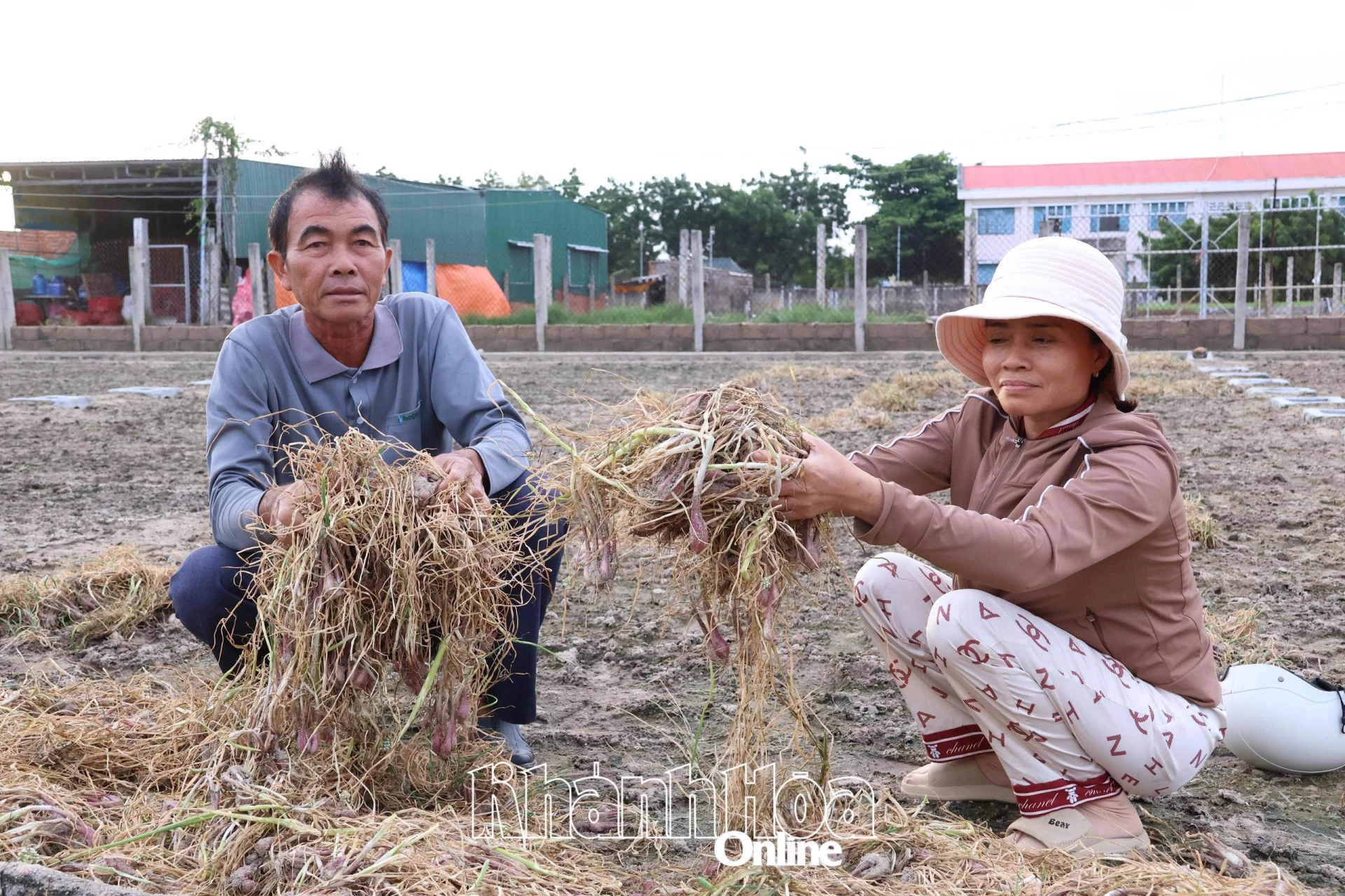 Efforts to support cooperatives to restore production