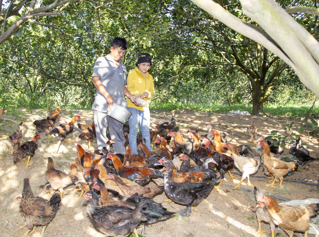 Innovating activities to support farmers