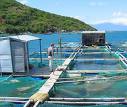 Mariculture cages in Nha Trang Bay to be minimised
