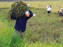 Rice disease control support provided for farmers