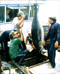 Tunny export rises sharply