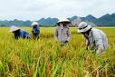14,000ha winter-spring rice harvest