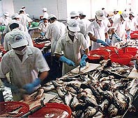 Tra fish occupies 99.9% of world market