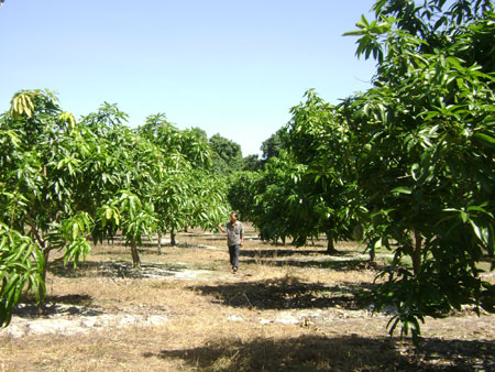 New mango variety developed