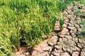 VND13.2 billion required for drought control
