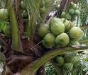 5ha of coconut palms cultivated