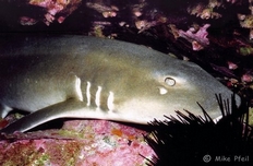 25 banded cat sharks released
