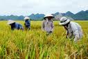 800ha of summer - autumn rice crop harvested
