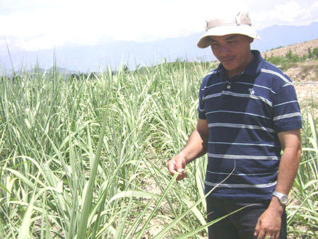4,150 hectares of sugarcane in 2010 – 2011 crop