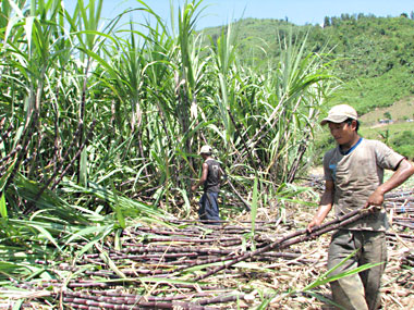 Agriculture and forestry of Khanh Son District grow well
