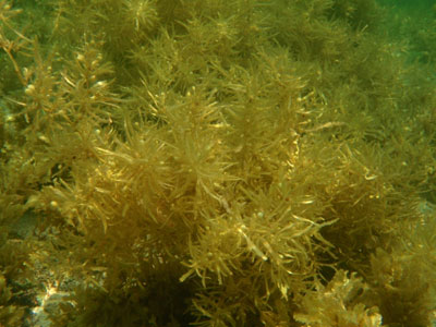 Effort taken to protect sargassum