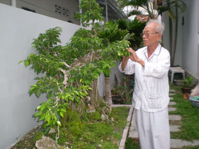 Bonsai gardening, great hobby of the elderly