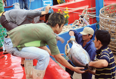 Hon Ro fishermen have bumper harvest