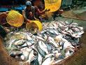 Fisheries yield estimated at 27,500tons