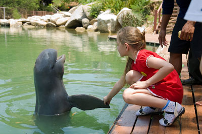Dolphin shows to come to Vinpearl Land