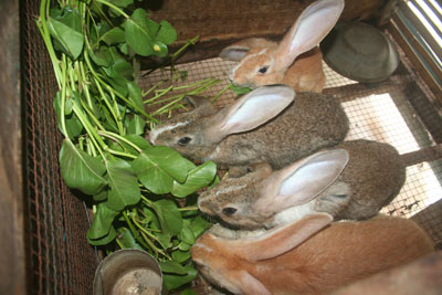 New Zealand white rabbits breeding model in Cam Thanh Bac (Cam Lam, Khanh Hoa)