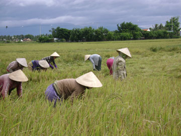 480 ha of the Spring Summer rice crop harvested