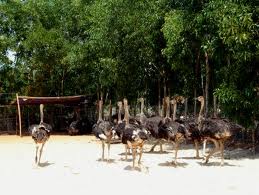 Khatoco Trading Co., Ltd. develops stably by prestigious brand name