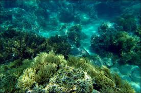 VND 2.1b on Sustainable Livelihoods in Marine Protected Areas