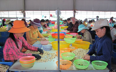 Sao Viet Cashew Nut Processing Co., Ltd. creates jobs for many laborers in Van Ninh