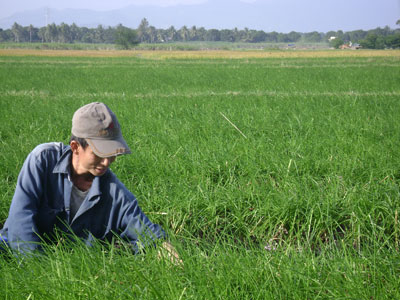 Bumper scallion crop