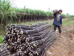 Sugarcane crop 2011-2012: up 5 tons/ha