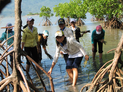 Community effort required for mangrove protection