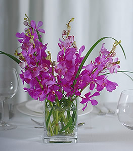 Purple Moraka orchids
