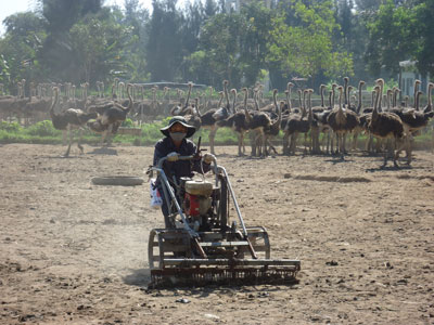 Khatoco Ninh Hoa Ostrich Breeding Center boosts technical improvement in production