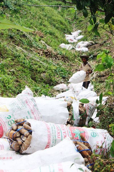 Sharp drop in cassava price hurts farmers