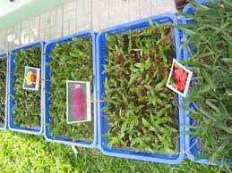 Many species provided for communities