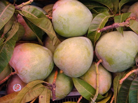 EMU Vietnam Company, Ltd. exports 200 tons of Australian mangoes